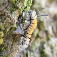 syntomeida_syntomoides_ch1md
