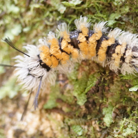 syntomeida_syntomoides_ch2md