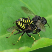 ectemnius_lapidarius2bd (Ectemnius lapidarius)