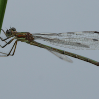 lestes_sponsa3bd (Lestes sponsa)