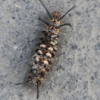 Syntomeida melanthus ('Black banded wasp moth')