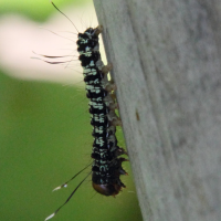 urania_fulgens_ch2md (Urania fulgens)