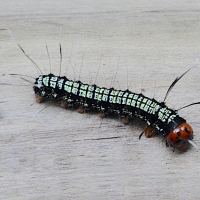urania_fulgens_ch3md (Urania fulgens)