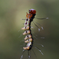 urania_fulgens_ch4md (Urania fulgens)