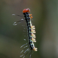 urania_fulgens_ch5md (Urania fulgens)