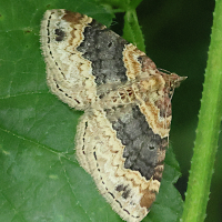 xanthorhoe_ferrugata3bd