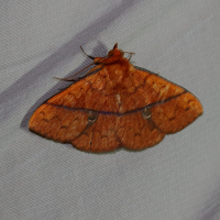 Epitausa dilina (Noctuelle)