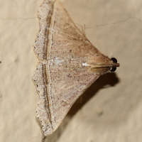 Mastixis lysaniax (Papillon de nuit)