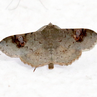 Orsa atripustula (Papillon de nuit)