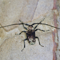 Polyrhaphis batesi (Longicorne)