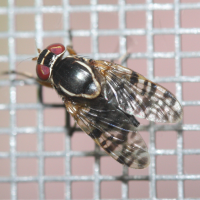 Scholastes vacarius (Mouche)