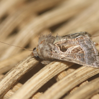 Thysanoplusia indicator (Noctuelle)