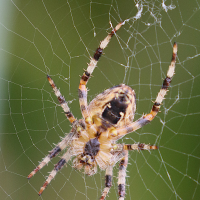 araneus_diadematus7md (Araneus diadematus)