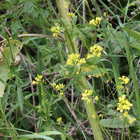 brassica_nigra2md