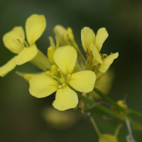 brassica_nigra3md