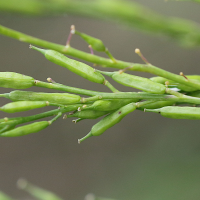 brassica_nigra5md