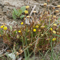 cotula_coronopifolia6md