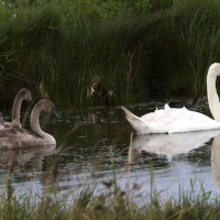 cygne_tubercule_-_cygnus_olor21md (Cygnus olor)