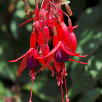 fuchsia_magellanica2md