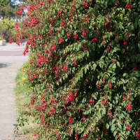 fuchsia_magellanica4md