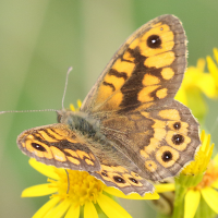 Lasiommata megera (Mégère, Satyre)