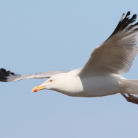 goeland_argente_-_larus_argentatus3md
