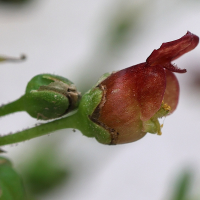 scrophularia_auriculata5md