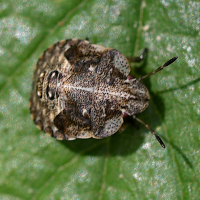 dyroderes_umbraculatus_juv1md (Dyroderes umbraculatus)