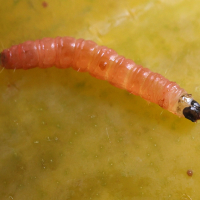Grapholita funebrana (Carpocapse des prunes)