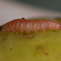 grapholita_funebrana_ch2md