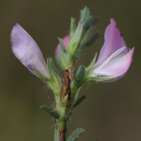 ononis_spinosa7md (Ononis spinosa)