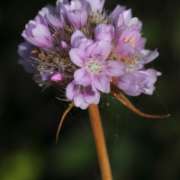 armeria_maritima6md