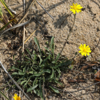 leontodon_saxatilis_saxatilis7md