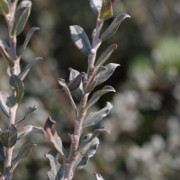 salix_arenaria5md (Salix repens ssp. repens var. dunensis)