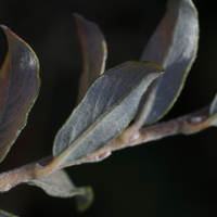 salix_arenaria6md (Salix repens ssp. repens var. dunensis)