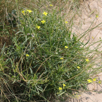 Diplotaxis tenuifolia (Roquette sauvage)