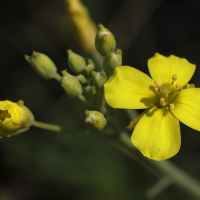 diplotaxis_tenuifolia3md