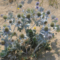 eryngium_maritimum6md (Eryngium maritimum)