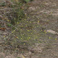 Hirschfeldia incana (Fausse roquette blanchâtre, Roquette bâtarde)
