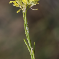 hirschfeldia_incana6md (Hirschfeldia incana)