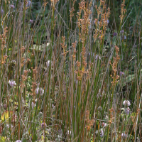 juncus_maritimus5md (Juncus maritimus)