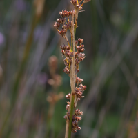 juncus_maritimus6md (Juncus maritimus)