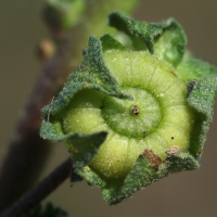 malva_neglecta5md (Malva neglecta)