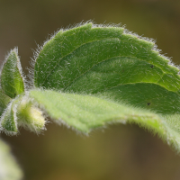 mentha_aquatica6md