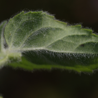 mentha_aquatica7md