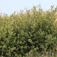 salix_atrocinerea8md (Salix atrocinerea)