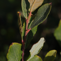 salix_atrocinerea9md (Salix atrocinerea)