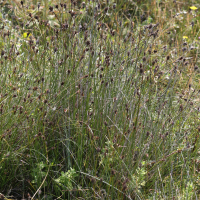 Schoenus nigricans (Choin noirâtre)