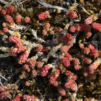 sedum_acre5md (Sedum acre)