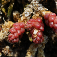 sedum_acre6md (Sedum acre)